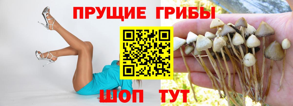 Галлюциногенные грибы Psilocybe Киселёвск